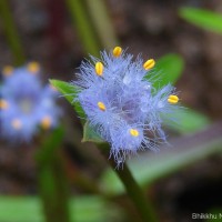 Cyanotis thwaitesii Hassk.